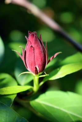 Calycanthus floridus - sazaník květnatý - pupen květ